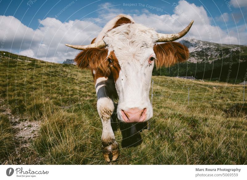 A cow on the pasture in the Austrian mountains Animal face Agriculture Alps background Beef Black Blue bovin Cattle Cozy Landscape Cow cows Cute Dairy Eating