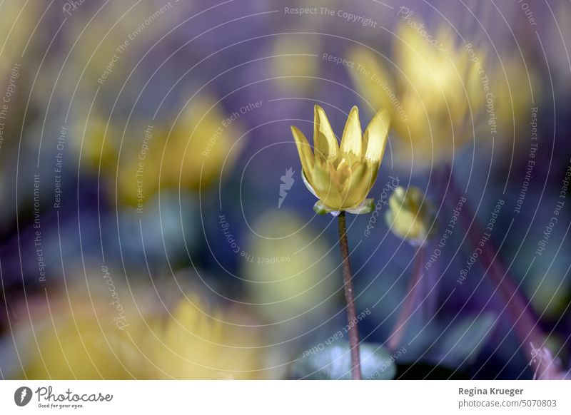 Yellow lesser celandine in front of blue violet bokeh Flower Celandine Blossom cowardroot Figwort Crowfoot ranunculus Plant Nature Close-up Blossoming