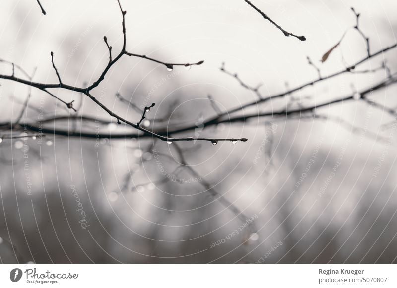 Branch with many small luminous water drops in background Twig twigs branches Drops of water sparkle Nature Exterior shot naturally raindrops Rain bokeh lights