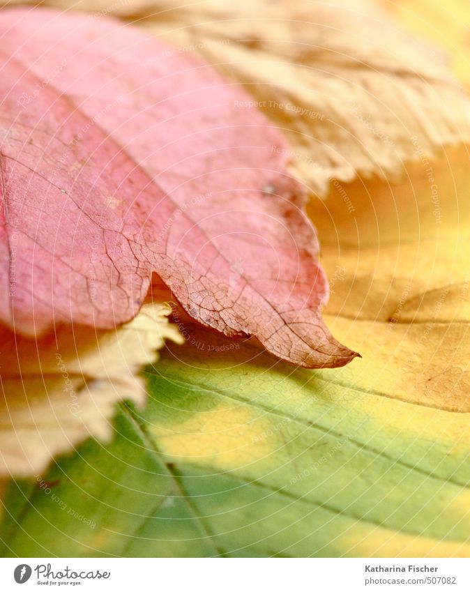 parted Environment Nature Spring Autumn Plant Leaf Garden Forest Change Transience Multicoloured Colour photo Subdued colour Exterior shot Close-up Detail