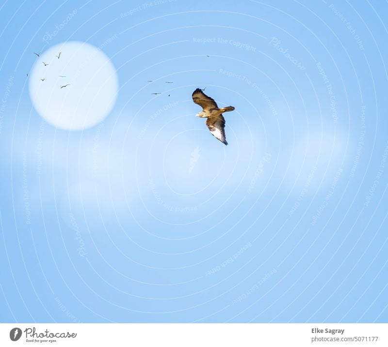 Bird of prey in the sky - buzzard flight photo Looking Ornithology Pride Animal portrait Feather Wild animal Exterior shot Environment Day Deserted