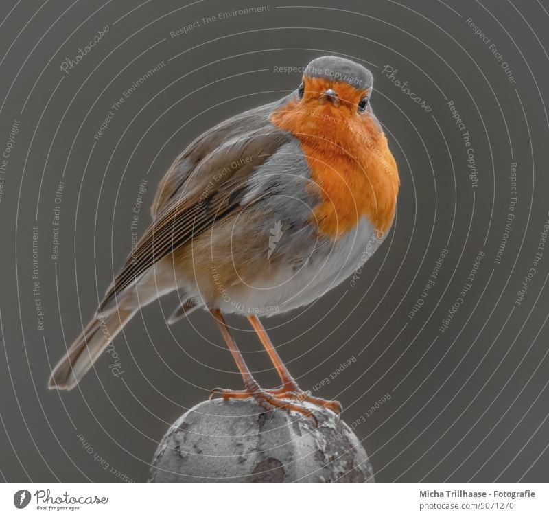 Robin on the garden fence Robin redbreast Erithacus rubecula Bird Wild bird Head Animal face Beak Eyes Grand piano feathers plumage Legs Wild animal Nature