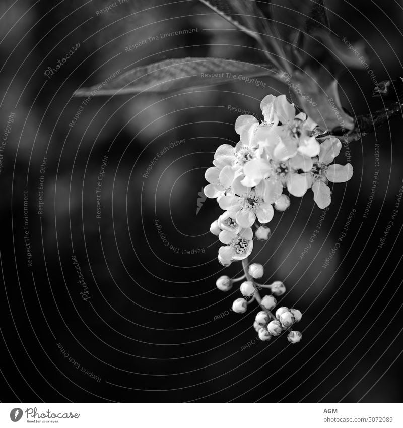 close up of white tree blossoms against a black background Flora Park backgrounds beautiful beauty beauty in nature black and white bloom blooming blossoming