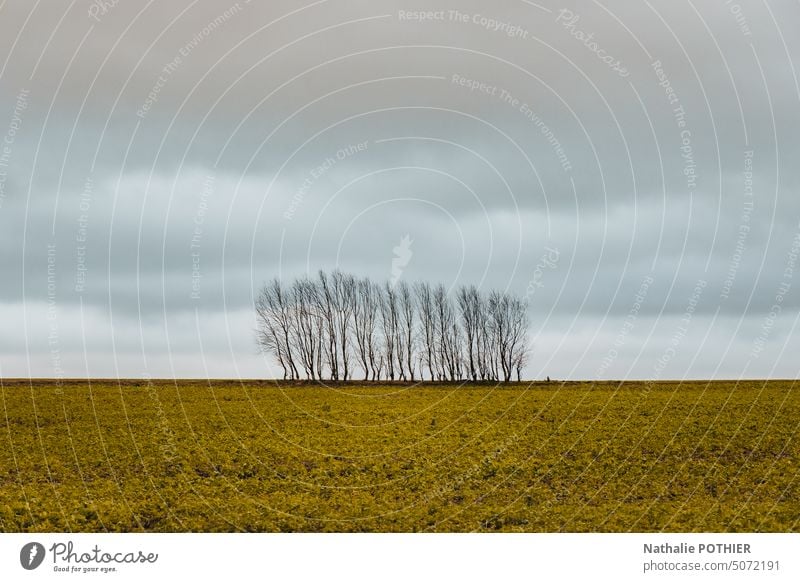 Group of trees in the middle of a field in winter Tree Trees Landscape Colour photo countryside rural autumn autumnal wintry cold Exterior shot Cold Seasons