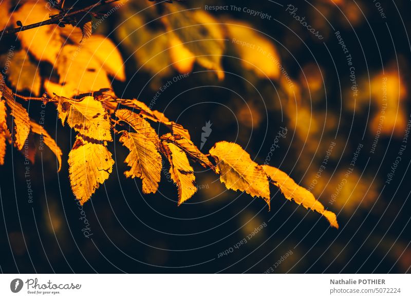 Golden autumn leaf Autumn Autumn leaves Autumnal colours autumn mood foliage autumn colours Seasons Leaf Autumn Season Colour photo Exterior shot Environment