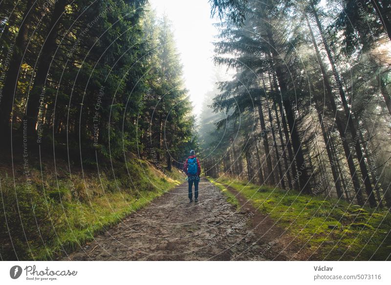 Hiker with a blue backpack walks in a forest environment. Through the trees and fog the morning sun streams through, illuminating the wildlife. Beskydy mountains, Czech republic