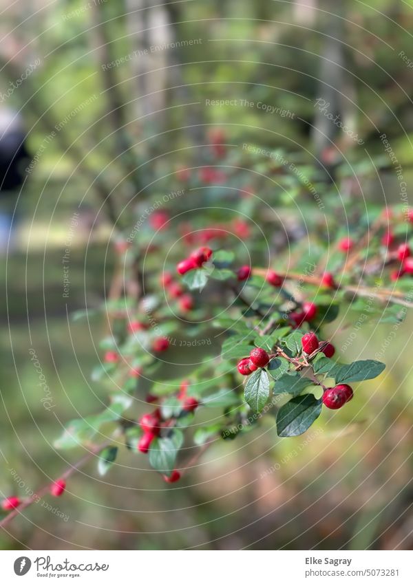 Red berries in the forest red berries blurriness Close-up Nature Plant Deserted Fruit Exterior shot Colour photo Fresh Organic