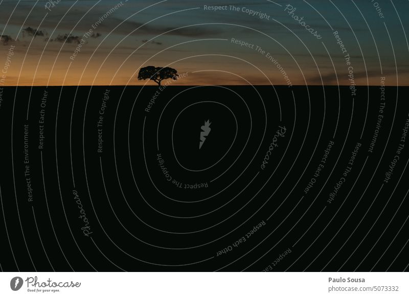 Alentejo landscape silhouette Silhouette Portugal Oak tree Isolated Tree Landscape Nature Environment Exterior shot Colour photo Plant Deserted Day Sunset