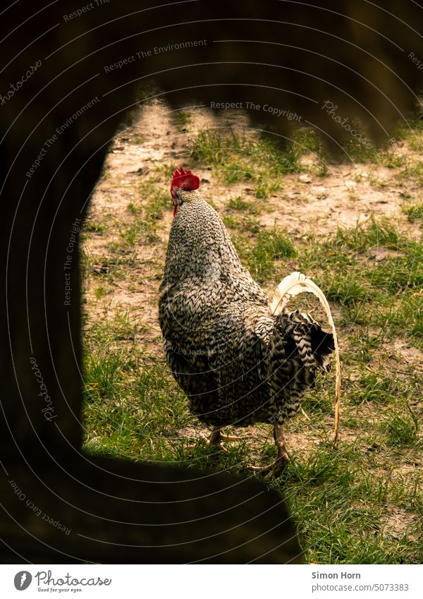 Rooster as keyhole motif Farm Free-range rearing Ecological Keyhole Species-appropriate Swagger Cockscomb Feather Farm animal Agriculture Animal portrait