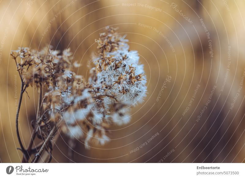 it's all over Meadow Flower Nature Garden Exterior shot Environment Plant Colour photo Blossom Close-up Shallow depth of field Delicate pretty Detail