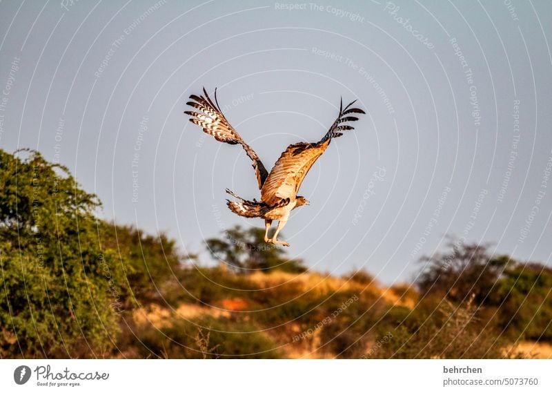 Withdrawn Deserted Tourism Trip Animal portrait Wilderness Fantastic Wild animal Love of animals Animal protection Kalahari desert Exceptional Safari