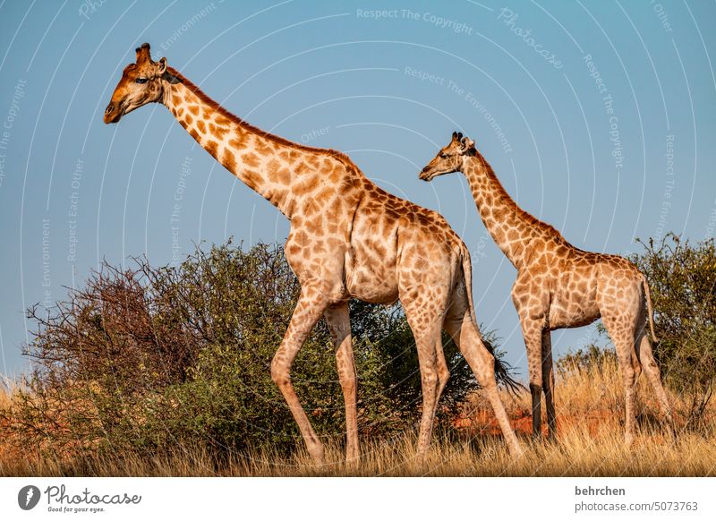 giraffes cross the way Animal face Deserted Tourism Trip Animal portrait Wilderness Kalahari desert Giraffe Animal protection Love of animals Wild animal