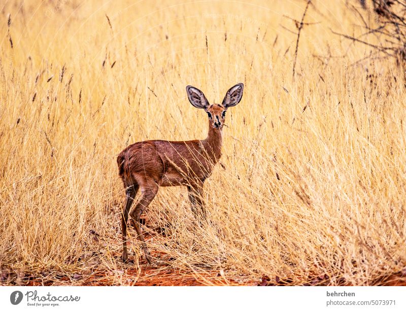 steinbock Wildlife Animal Animal portrait Grass etosha national park Etosha Africa Namibia Exterior shot Wanderlust Colour photo Freedom especially