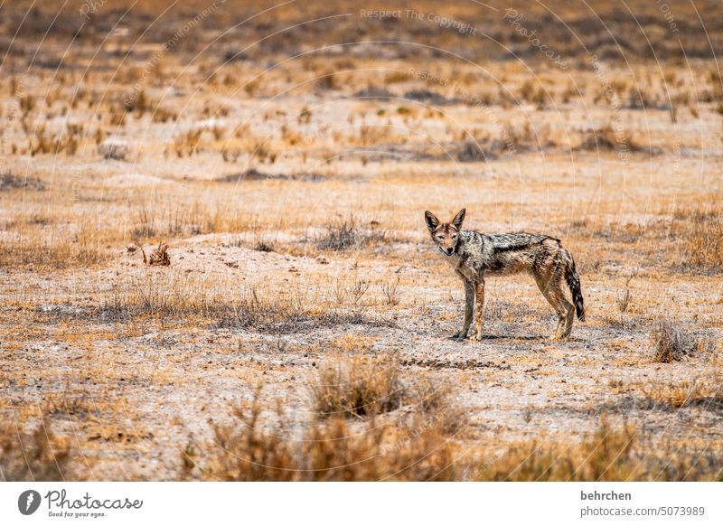 old saddle pad etosha national park Etosha Etosha pan Exceptional Animal portrait Wild animal Free Wilderness Safari Love of animals Animal protection