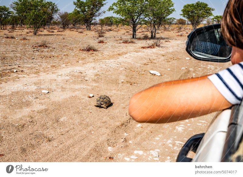 hey dude, want a ride?! Observe Infancy Child Son Wilderness etosha national park Africa Namibia Etosha Wanderlust Safari Freedom Adventure Vacation & Travel