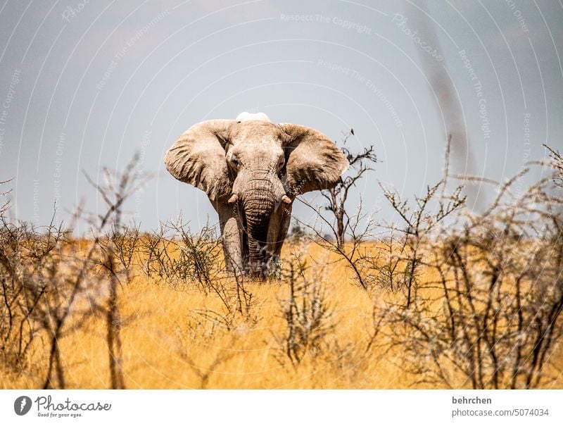 Do you see me? Love of animals Animal protection aridity Savannah Grass Impressive Nature Landscape Sky Vacation & Travel especially Freedom Africa Exceptional