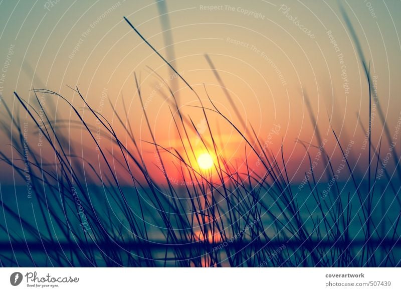 Sylt Nature Landscape Sand Water Sky Cloudless sky Horizon Sun Sunrise Sunset Sunlight Summer Beautiful weather Grass Bushes Waves Coast Beach North Sea