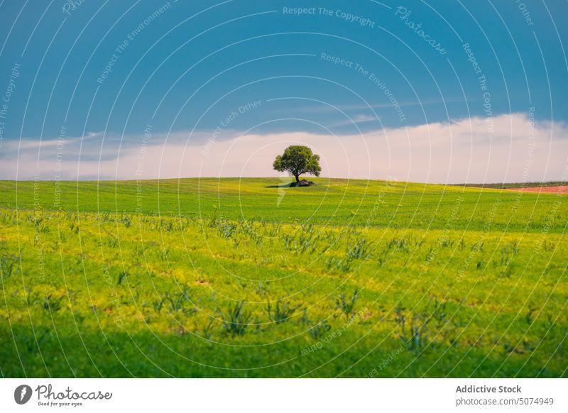 Endless field with fresh green grass and tree with verdant foliage endless picturesque landscape meadow blue sky cloud summer nature lawn tranquil environment