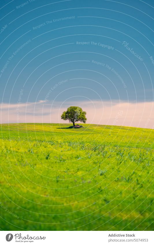 Endless field with fresh green grass and tree with verdant foliage endless picturesque landscape meadow blue sky cloud summer nature lawn tranquil environment