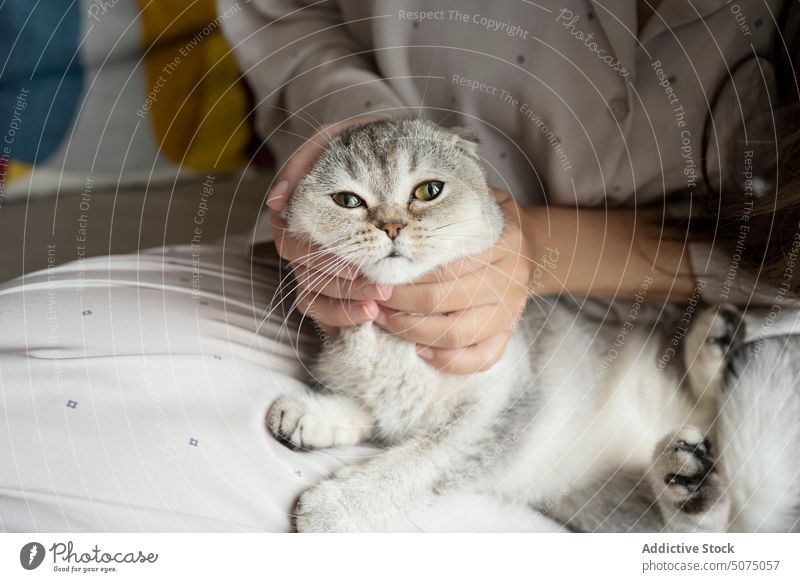 Female owner caressing cat on sofa woman scratch hug scottish fold home weekend female touch pajama pet embrace feline friend comfort companion affection