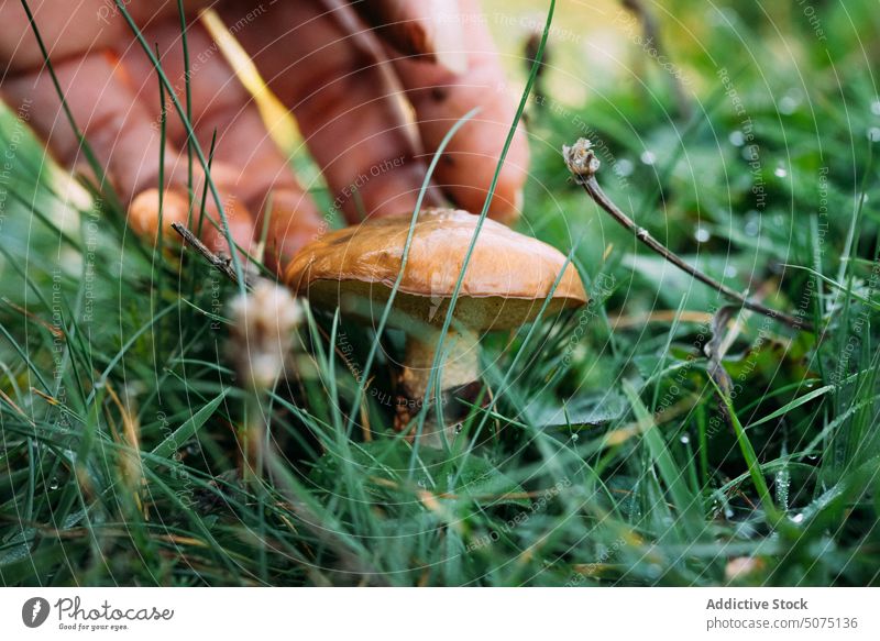 Crop woman collecting mushroom from ground grass granulated bolete natural summer female nature fresh pick season countryside organic plant daytime ripe fungus