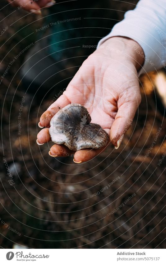 Crop woman showing fresh mushroom forest collect dirty natural raw countryside autumn organic harvest ground demonstrate nature product woods pick ripe fungus