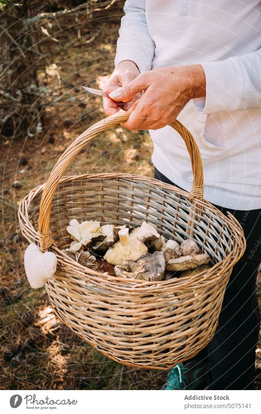 Crop woman putting mushroom in basket collect forest assorted autumn fresh wicker organic female pick season nature fall natural fungi many suillus granulatus