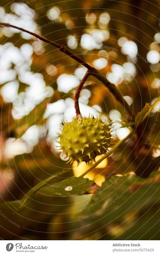 Chestnut tree with green leaves thorn spikes harvesting nuts hanging natural branch shell agriculture autumn food chestnut close up nature ripe fruit sweet