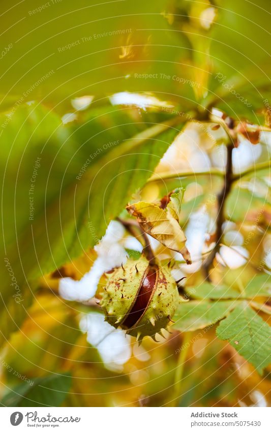 Chestnut tree with green leaves thorn spikes harvesting nuts hanging natural branch shell agriculture autumn food chestnut close up nature ripe fruit sweet