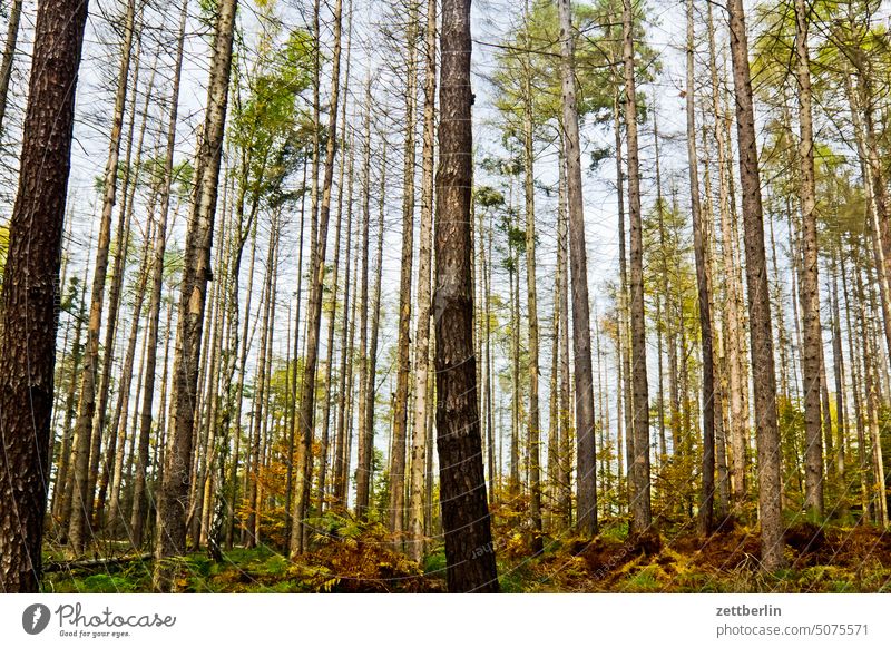 Forest near Bad Schandau Trip Elbe Elbsandstone mountains holidays free time Geology Autumn Autumn leaves Climbing Landscape Foliage colouring Nature opostewitz