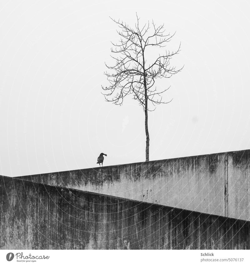 Autumn and winter, raven with prey on concrete wall under bare tree Winter Tree Concrete wall leafless Prey black-and-white Exterior shot Diagonal frowzy Gloomy