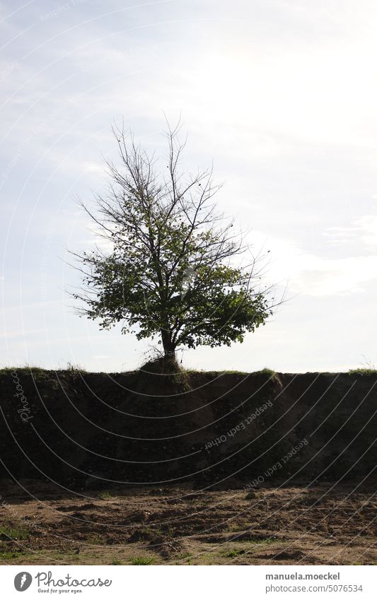 lonely tree Tree leaves Leaf Hill Earth Loam Sky Autumn