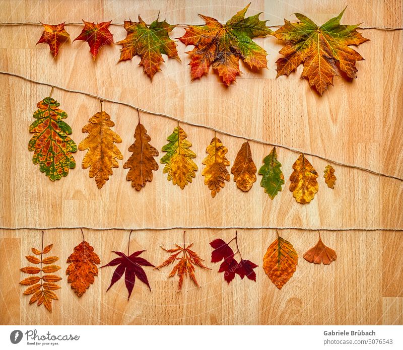 Row of leaves on the line Autumn leaves foliage coloured leaves Autumn foliage color Orange autumn light Foliage colouring Autumnal colours Nature Transience