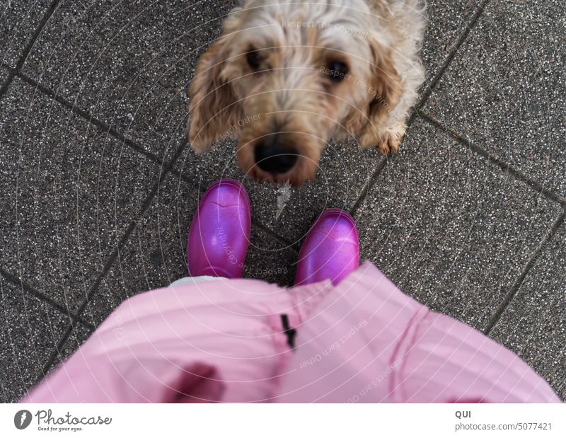 The sharp shoe ....and a dog's eye Rubber boots Dog Puppydog eyes look at Animal blurriness Pelt Pink acuity pink Upward Downward eye contact Dog's head