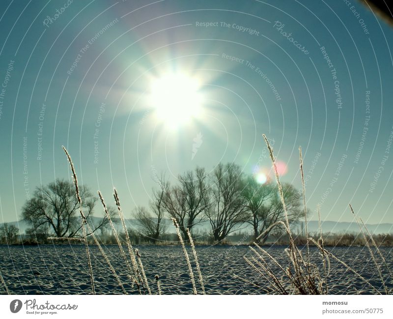 ...here comes the sun Tree Grass Winter Moody Sun Sky