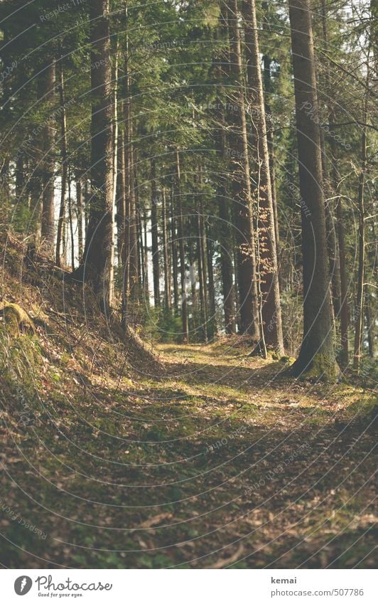 forest path Trip Adventure Summer Environment Nature Landscape Plant Sunlight Autumn Beautiful weather Warmth Tree Leaf Coniferous trees Tree trunk Forest