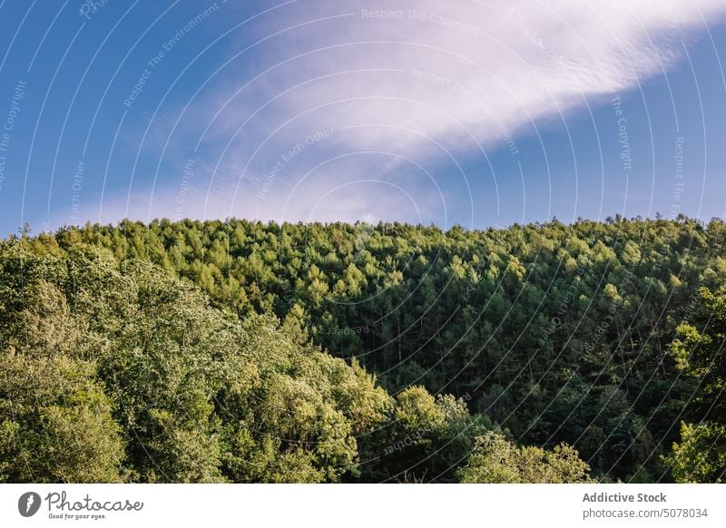 Green forest with trees under blue sky nature landscape woodland woods lush green picturesque environment greenery scenic scenery cloud grow tranquil wind