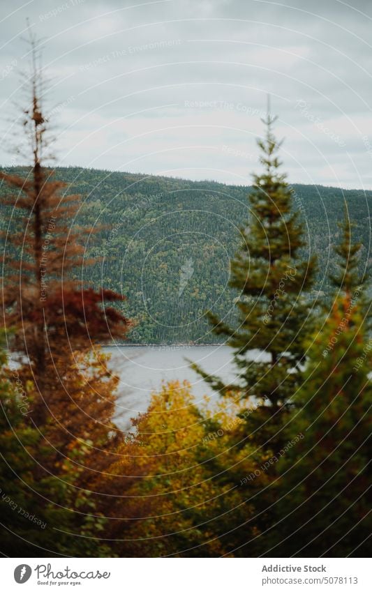 Coniferous trees on lake shore coniferous forest autumn nature landscape sky environment canada cloudy weather water fall season coast scenic breathtaking