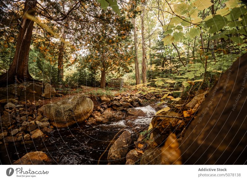 River flowing through stones in forest autumn stream park tree colorful foliage nature greenery ecology scenic picturesque idyllic woods harmony fresh air