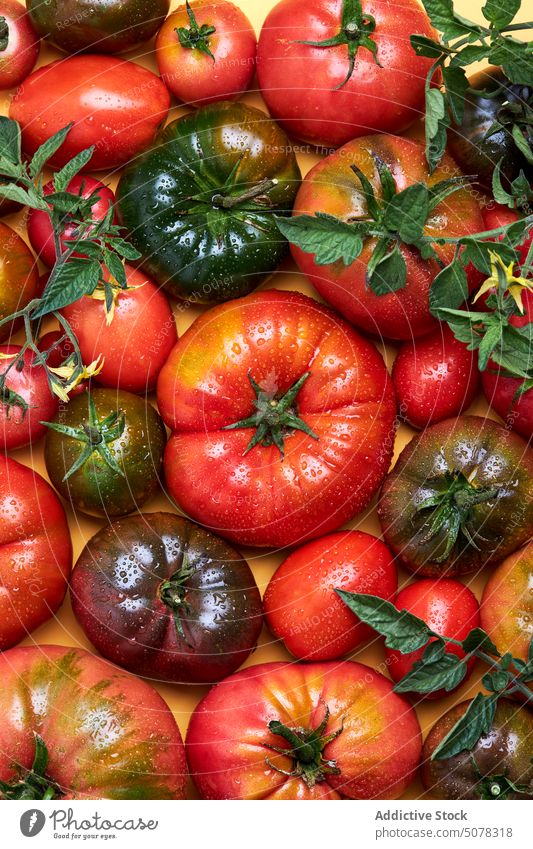 Ripe tomatoes on branch with leaves ripe fresh vegetable leaf drop food nature organic vegetarian vitamin wet green raw delicious natural plant water nutrition