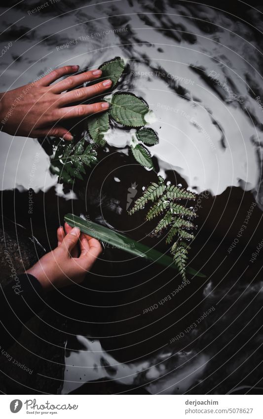 Two hands put leaves into a fast foaming flowing river. Green Botany Nature Plant Close-up Colour photo River Summer naturally Leaf Fresh Detail pretty Organic