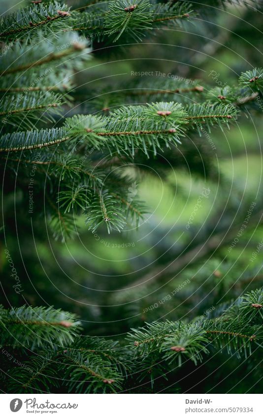 Fir branches in lush green colors Fir tree fir branches Green Winter Christmas & Advent fir tree Christmas tree Needle Coniferous forest Nordmann fir