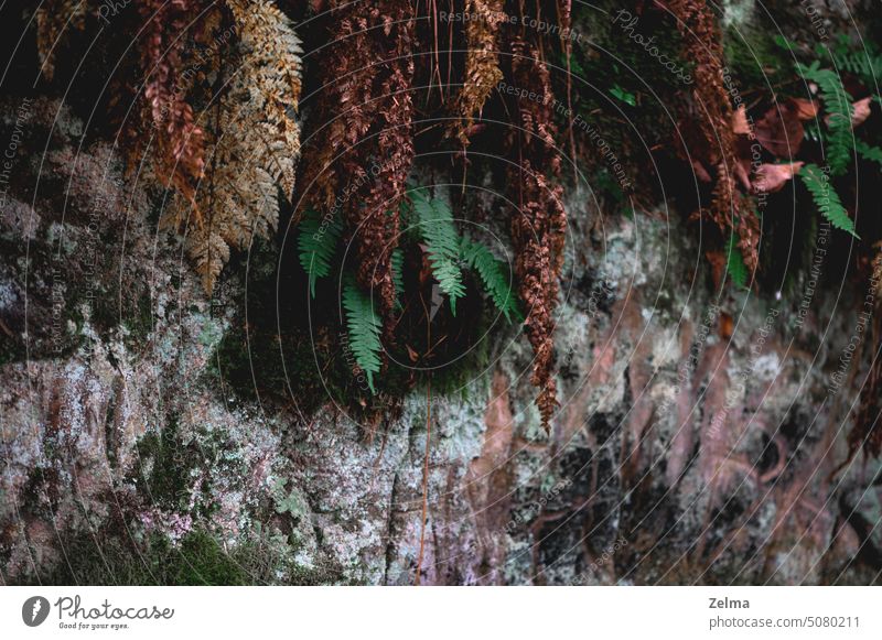 Abstract forest background with dry and green ferns, dark broen and green natural tone nature brown leaves grey moss stone autumn fall season texture textured