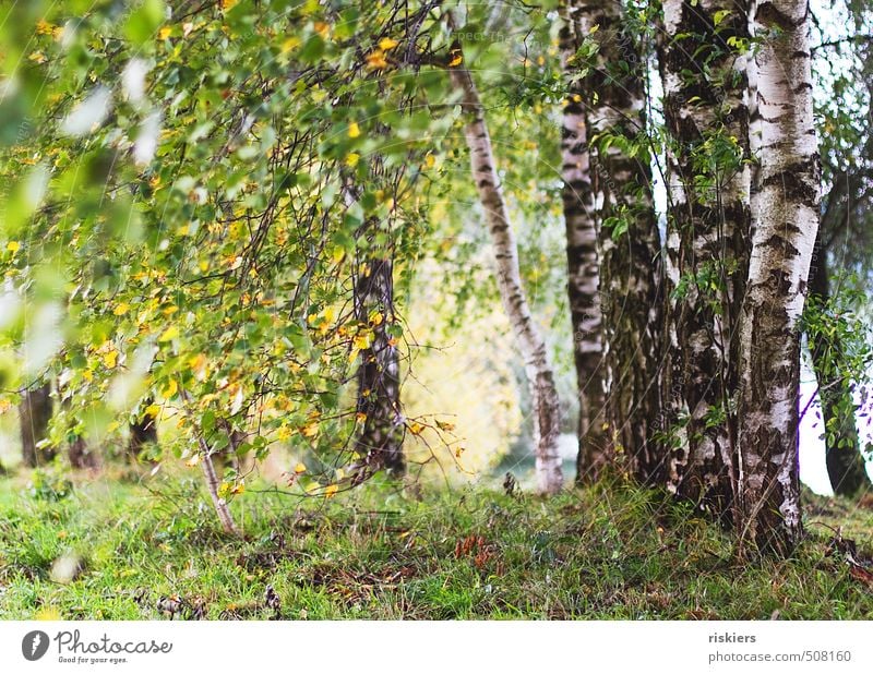 BIRKENWÄLDCHEN Environment Nature Landscape Plant Sun Summer Autumn Beautiful weather Wind Tree Birch wood Birch tree Park Forest Happiness Fresh Natural Yellow