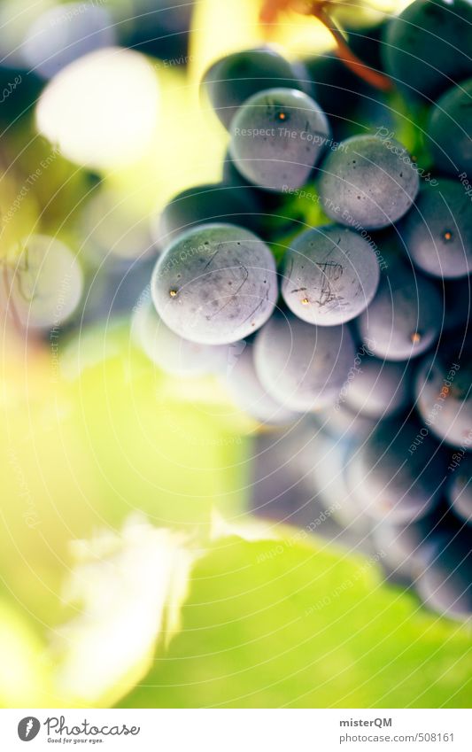 French Style VI Art Esthetic Contentment Wine Vine Vineyard Bunch of grapes Wine growing Grape harvest Winery Harvest Berries Colour photo Subdued colour