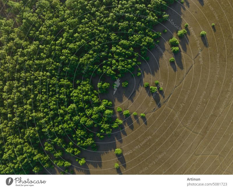 Green mangrove forest with morning sunlight. Mangrove ecosystem. Natural carbon sinks. Mangroves capture CO2 from the atmosphere. Blue carbon ecosystems. Mangroves absorb carbon dioxide emissions.