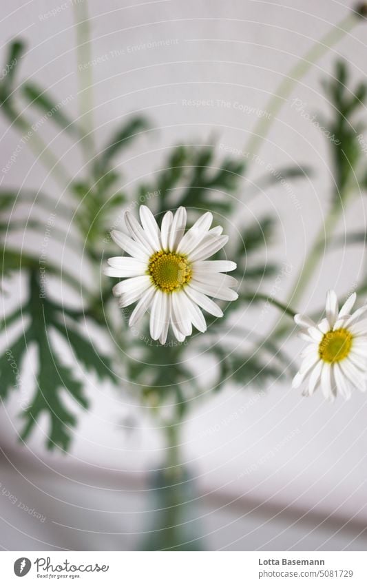 Marguerite Bouquet marguerites Ostrich Flower Salutation Spring Summer Nature Plant Green Blossoming Colour photo White Yellow Decoration Close-up Interior shot