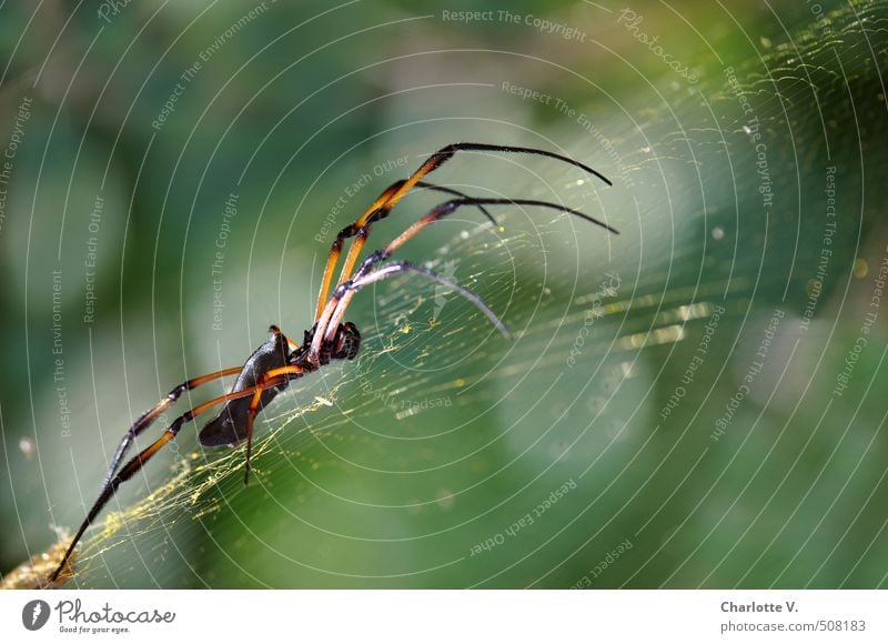 long-legged Nature Animal Summer Beautiful weather Wild animal Spider Pelt palm spider 1 Spider's web Glittering Crawl Illuminate Exotic Long Green Orange Black