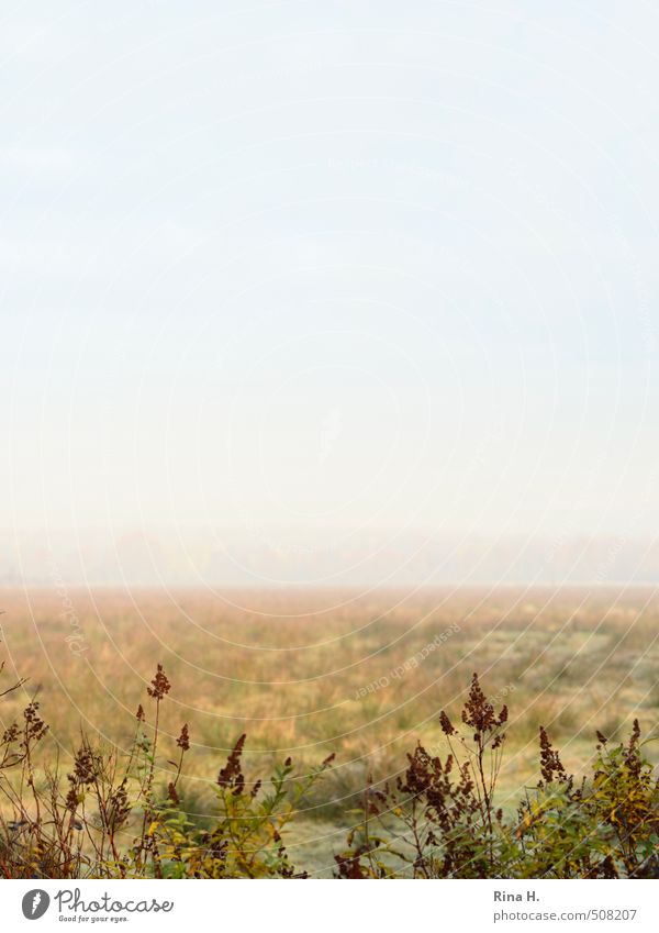 Nebulous II Environment Nature Landscape Sky Horizon Autumn Beautiful weather Fog Bushes Meadow Natural Colour photo Exterior shot Deserted Copy Space left