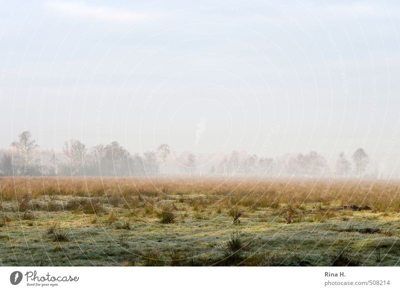 nebulous Environment Nature Landscape Sky Horizon Autumn Fog Tree Grass Bushes Meadow Natural Colour photo Exterior shot Deserted Copy Space left